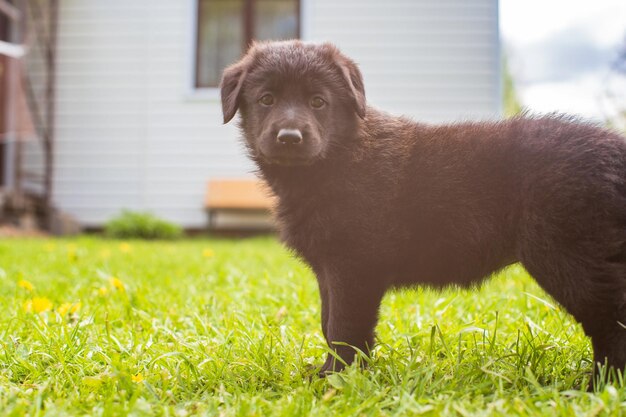 晴れた日に自然の中の街の外の芝生の上に小さなかわいいブラック シェパードの子犬 ペット愛好家や楽しいデザインに最適