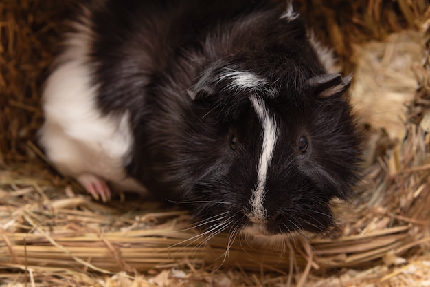 Little cute black and white guinea pig close up.