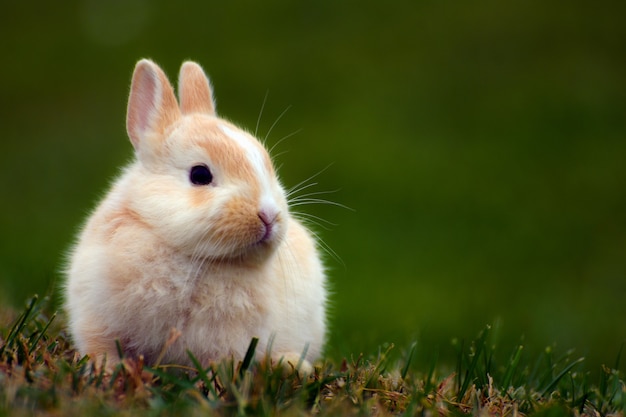 小さなかわいいウサギが草の中に座っています