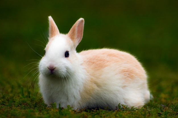 Little cute bunny is sitting in the grass.