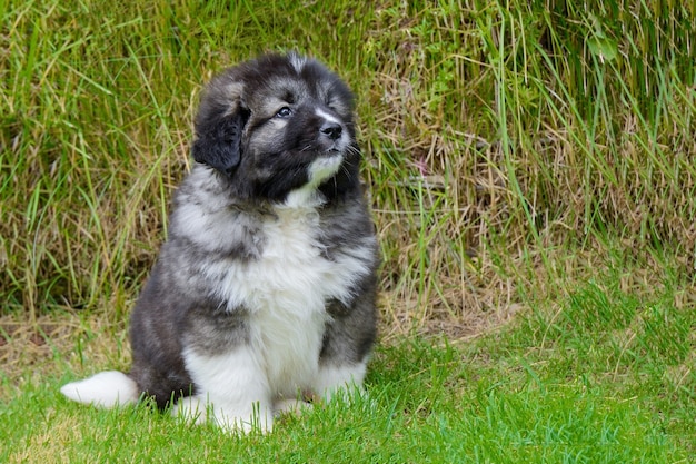 Little cute caucasian shepherd puppy sitting of green grass