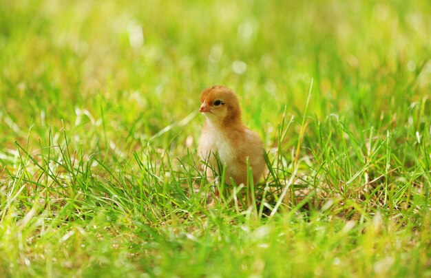 屋外の緑の芝生の上の小さなかわいい鶏