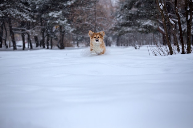 Little cute corgi fluffy puppy at the outdoor close up portrait