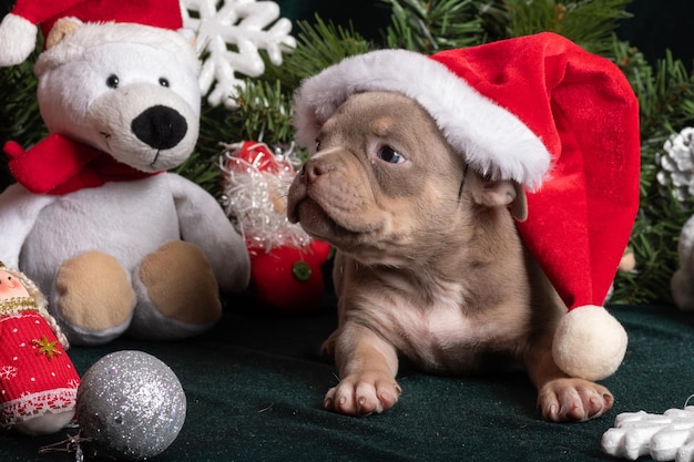 Little cute curious brown puppy American bully wearing santa hat next to christmas tree and polar bear snowflakes