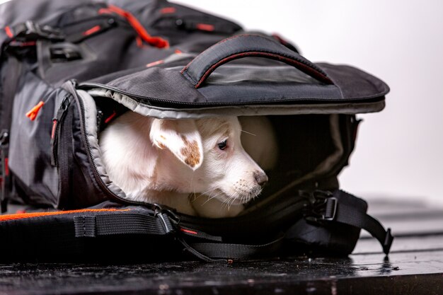 Little cute dog sits in a black bag and looking forward - Jack Russell Terrier