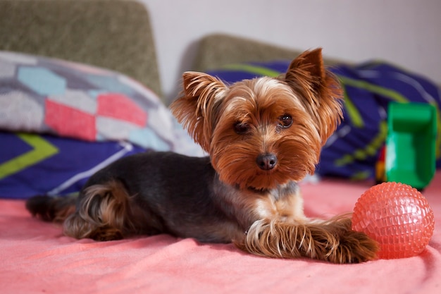 Little cute dog yorkshire terrier playing at home with pink ball