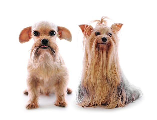 Little cute Dogs posing in a studio