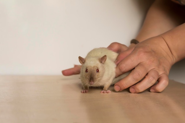 Фото Маленький милый домашний крысиный окрас