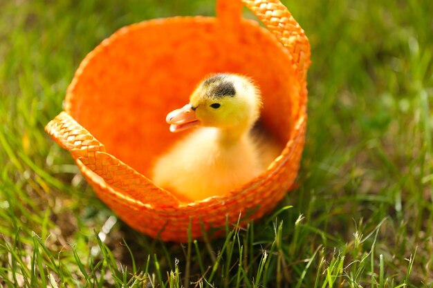 Photo little cute duckling in basket on green grass outdoors