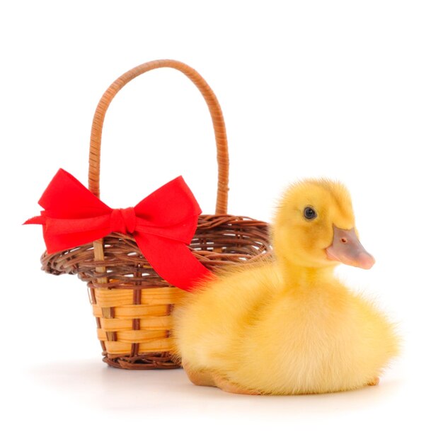 Little cute duckling standing and gift basket