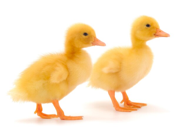 Little cute duckling standing isolated on white background