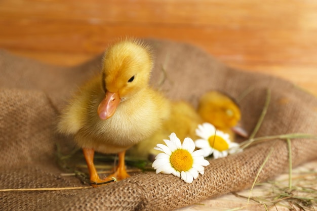 Little cute ducklings in barn