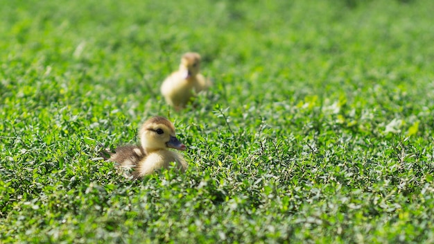 야외 4개의 푸른 잔디에 있는 작은 귀여운 오리 새끼들