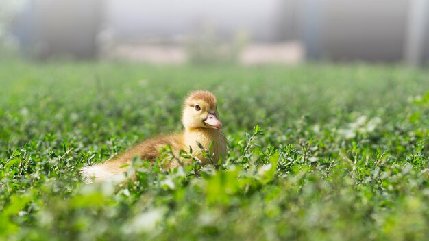 Piccoli anatroccoli carini sull'erba verde all'aperto 6