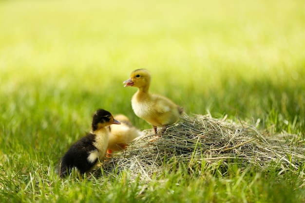 Little cute ducklings on green grass outdoors