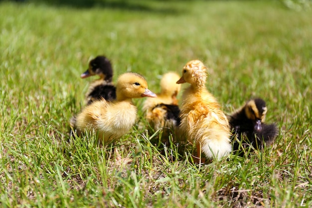 Little cute ducklings on green grass outdoors