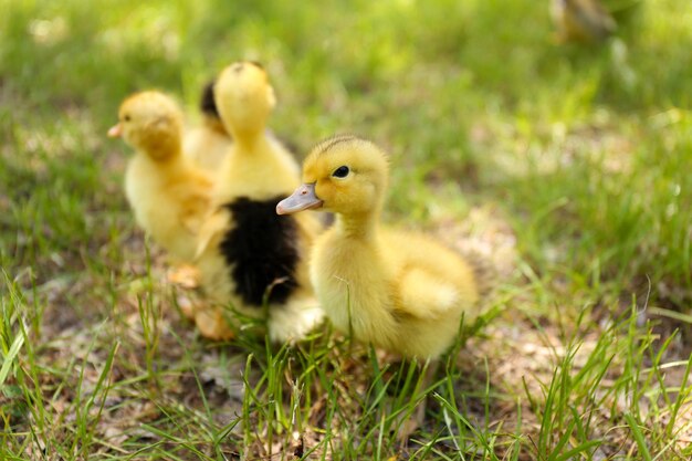 Little cute ducklings on green grass outdoors