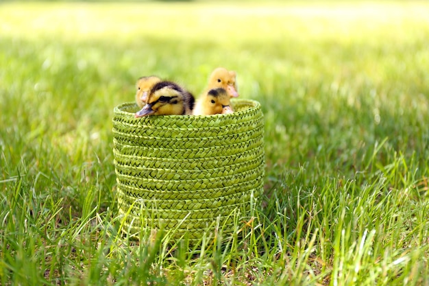 Little cute ducklings on green grass outdoors