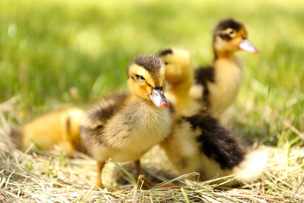 Little cute ducklings on hay outdoors