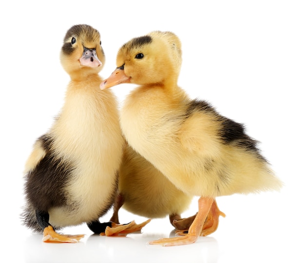 작은 귀여운 ducklings 흰색 절연