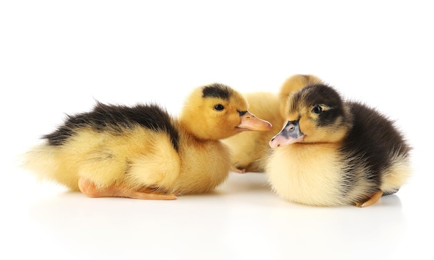 Little cute ducklings isolated on white