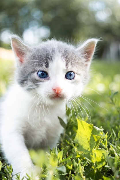 夏の日の緑の草の小さなかわいいふわふわ灰色の子猫。自然の中の子猫の肖像画。