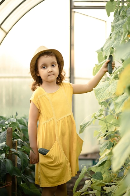 Little cute girl kid picking harvesting ripe cucumbers in vegetable garden greenhouse