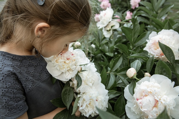 A little cute girl sniffs a bush of white peony flowers blooming in the garden.