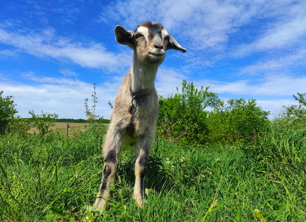 Little cute goat eats grass on a green meadow against a blue sky