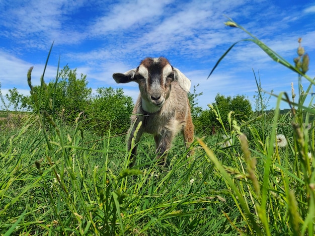 Little cute goat graze on the field with green grass