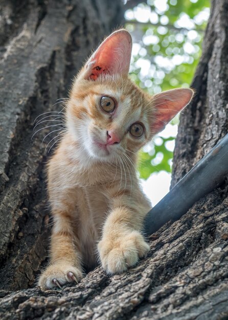 Little cute golden brown kitten climb on backyard outdoor tree selective focus on its eye