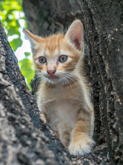 Little cute golden brown kitten climb up on outdoor large tree selective focus on its eye