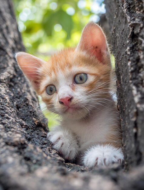 Little cute golden brown kitten climb up on outdoor large tree
selective focus on its eye