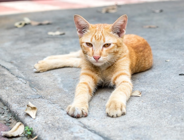 快適で怠惰な小さなかわいい黄金色の子猫は、その目にコンクリートの屋外の床の焦点に横たわっていた