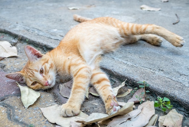 快適で怠惰な小さなかわいい黄金色の子猫は、その目にコンクリートの屋外の床の焦点に横たわっていた