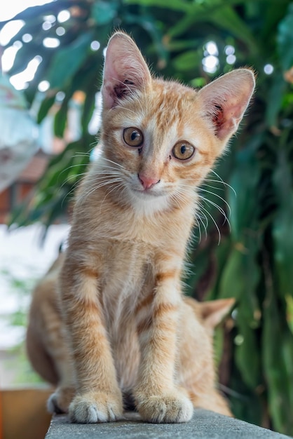 小さなかわいい黄金色の子猫は、裏庭の屋外廊下の選択的な焦点にその目に快適さを置きました