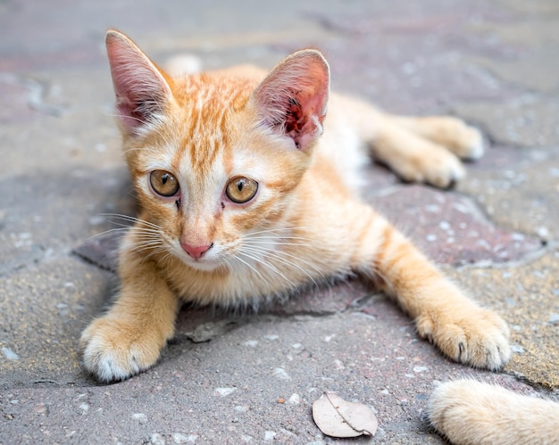 小さなかわいい黄金色の子猫は、その目に屋外のコンクリートの床の選択的な焦点に快適さを置きました