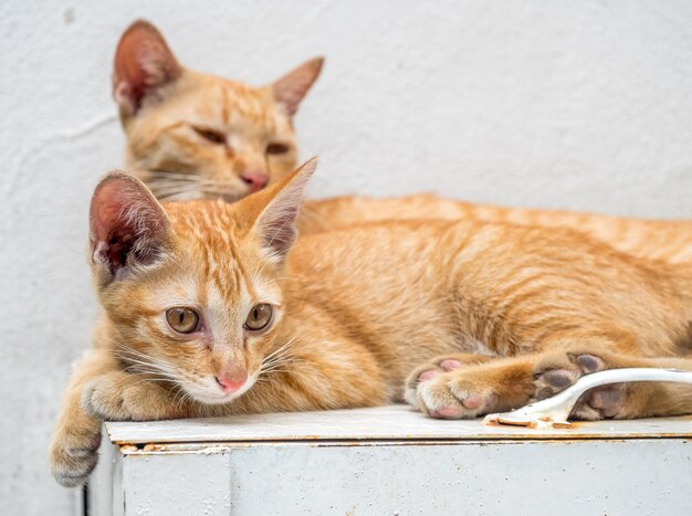 Little cute golden brown kitten live with its mother cat relax\
in outdoor backyard focus at its eye