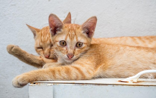 Little cute golden brown kitten live with its mother cat relax
in outdoor backyard focus at its eye