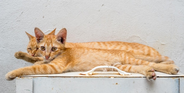 Little cute golden brown kitten live with its mother cat relax\
in outdoor backyard focus at its eye