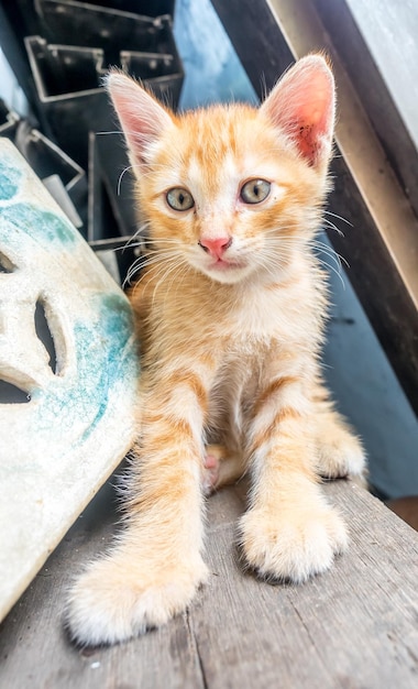 Little cute golden brown kitten plays at outdoor home backyard\
selective focus on its eye