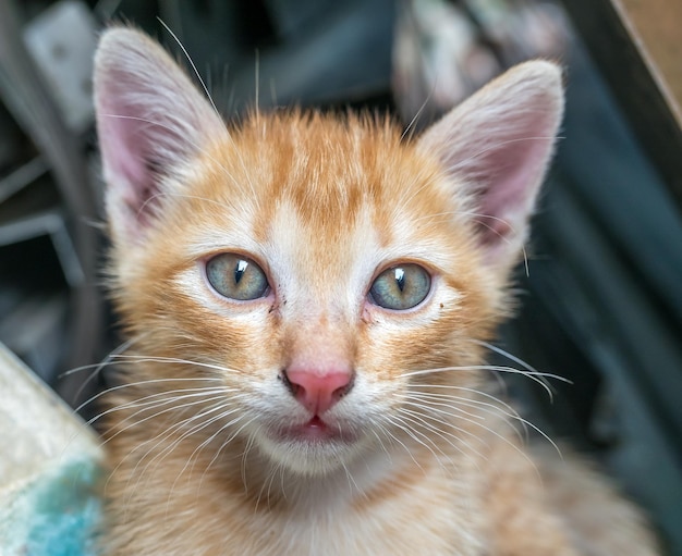 小さなかわいい黄金色の子猫は、屋外の家の裏庭でその目に選択的な焦点を当てて遊ぶ