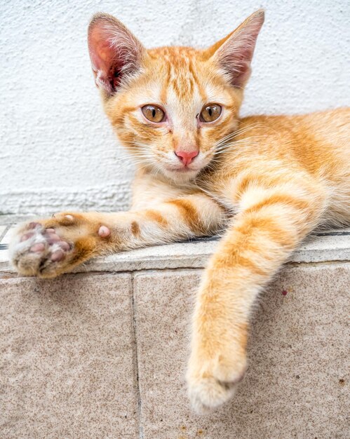 Little cute golden brown kitten in relax position in outdoor\
backyard garden focus at its eye