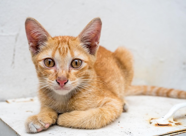 Little cute golden brown kitten in relax position in outdoor backyard garden focus at its eye