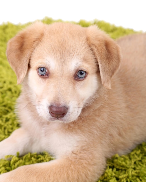 白で隔離の緑のカーペットの上の小さなかわいいゴールデンレトリバーの子犬