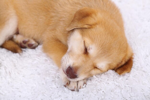 白いじゅうたんに小さなかわいいゴールデンレトリバーの子犬