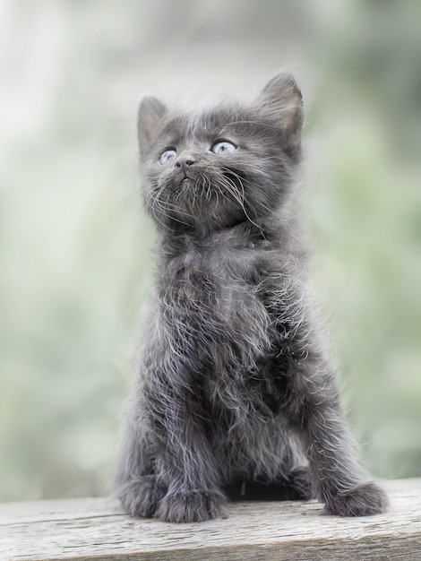 Little cute gray furry kitten sitting and looking up