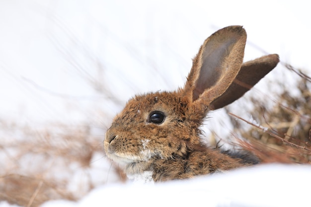 little cute gray hare on the snow