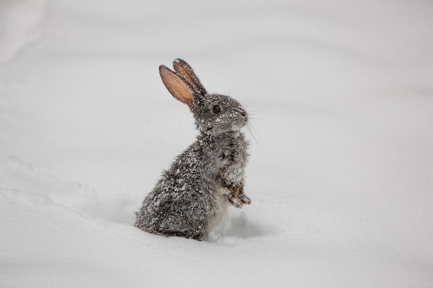 little cute gray hare on the snow