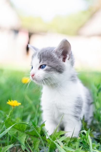 Little cute gray kitten in green grass